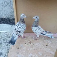 کبوتر