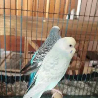 دوعددمرغ عشق