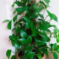 قرص کود ارگانیک ۲۵۰|گل و گیاه طبیعی|امیدیه, |دیوار