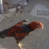 ۴ عدد خروس لاری شش ماهه دونک بالا سالم|حیوانات مزرعه|میانه, |دیوار