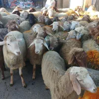 گوسفند چاق پروار کم شکم زنده گوشتدار حاج افشار|حیوانات مزرعه|تهران, ستارخان|دیوار