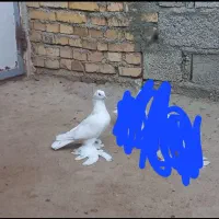 کبوتر کاکلی