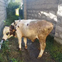 فروش  گوساله نر ویک راس گاو شیری