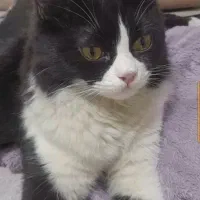 گربه پیدا شده