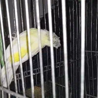 قناری نر بخون،ماده،جوجه رسمی صحیح سالم سلامت|پرنده|قم, حاج زینل|دیوار