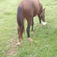 اسب کهر|اسب و تجهیزات اسبسواری|آستانه اشرفیه, |دیوار