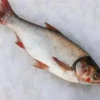 ماهی قزل سفید زنده خورستان|ماهی|ساوه, |دیوار
