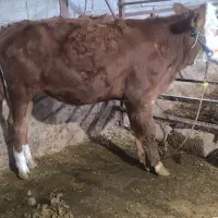 گوساله ماده سمینتال یک ساله