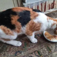 گربه|گربه|قائم‌شهر, |دیوار