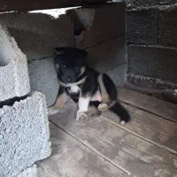 توله ماده ژرمن شپرد