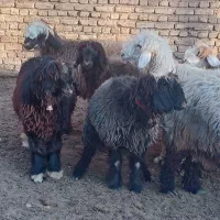 بره ماده درجه یک