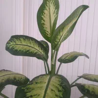 گل دیفن باخیا