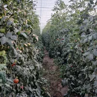 گلخانه با درآمد خوب/زیر قیمت به علت مهاجرت