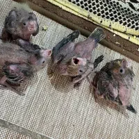 جوجه عروس هلندی سرلاکی