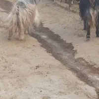 بز ترکی