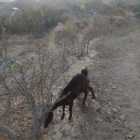 گوسفند|حیوانات مزرعه|مود, |دیوار