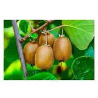 فروش  کیوی درشت حدودا ۲۰۰ کیلو