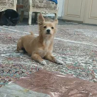 سگ گم شده هرکسی تحویل بده مژدگانی