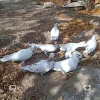 کبوتر ملقی کله ای کلاهی سو قدیم همه چیز تمام|پرنده|بافت, |دیوار