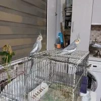 فروش عروس هلندی