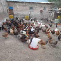 مرغ تخم گذار