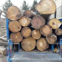 خرید درخت|خدمات باغبانی و درختکاری|موچش, |دیوار