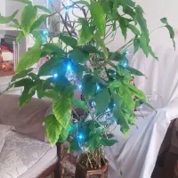 گا و گیاه اپارتمانی