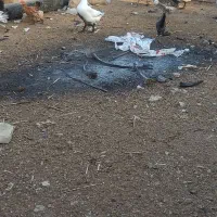 غوغاز