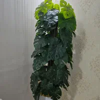 درخت مصنوعی برگ انجیری وارداتی ۲ متری بدون گلدان|گل مصنوعی|بندرعباس, |دیوار