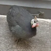 دوتامرغ شاخ دار