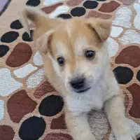 حیوان خانگی|سگ|زنجان, |دیوار