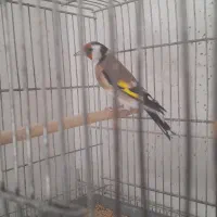 کبوتر خانگی وسهره ماده جوجه قفس|پرنده|فولادشهر, مسکن مهر فولادشهر|دیوار