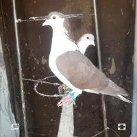 کفتر نر و  ماده ساده
