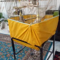 عروس هلندی مولد به همراه جوجه ها