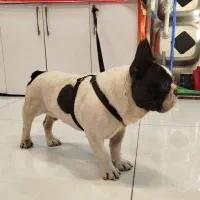 سگ فرنچ بولداگ