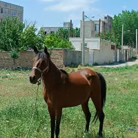 اسب مادیان