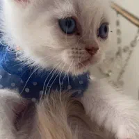 گربه برتیش موکوتاه