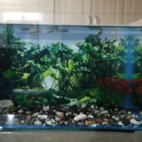 آکواریوم با ماهی