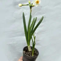 گل نرگس گلدانی