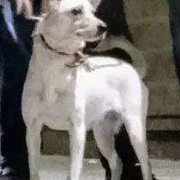 مرغ مینا جوجه قفس و عروس هلندی یک اشپیتس ماده|پرنده|قرچک, مجتمع گلشهر|دیوار