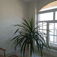 گل طبیعی پاندانوس برگ خنجری|گل و گیاه طبیعی|شیراز, شهرک گلستان|دیوار
