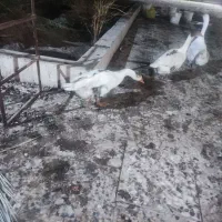 غاز نر جوان ومست