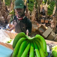 فروش عمده موز هندی|خوردنی و آشامیدنی|قم, تکیه آقا سید حسنی|دیوار