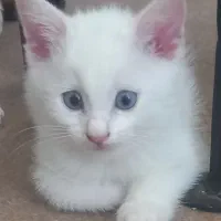 گربه خانگی