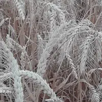 گندم خارجی|گل و گیاه طبیعی|خورموج, |دیوار