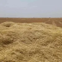 کاه گندم دیم