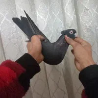 کفتر آبادانی عتیقه