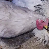 حدوداً ۴ماهشه