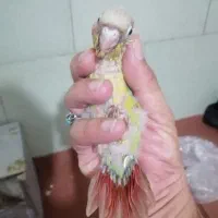 طوطی گرینجیک وعروس هلندی جوجه سرلاکی