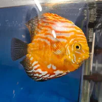 دیسکس|ماهی|نسیمشهر, |دیوار